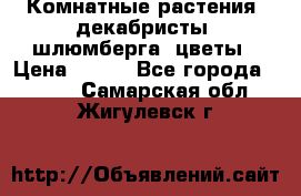 Комнатные растения, декабристы (шлюмберга) цветы › Цена ­ 300 - Все города  »    . Самарская обл.,Жигулевск г.